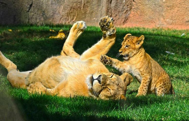 Апартаменти Bioparc Metro Валенсія Екстер'єр фото